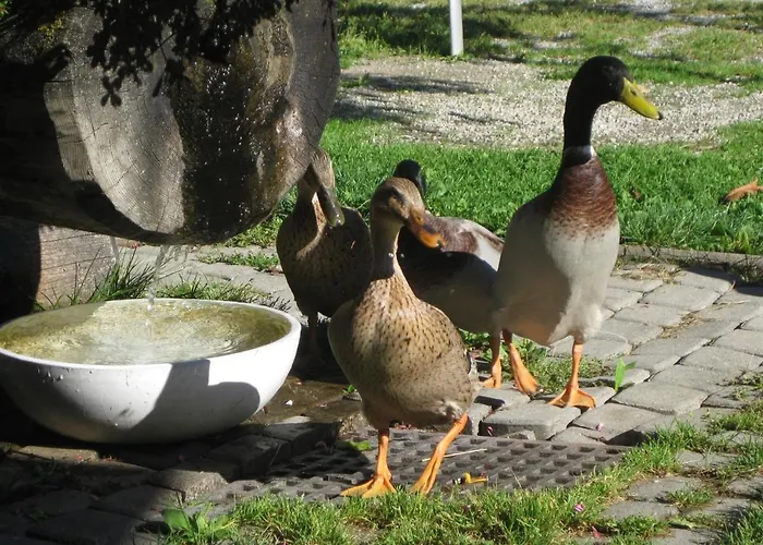 Auer's Zuahaeusl شاليه